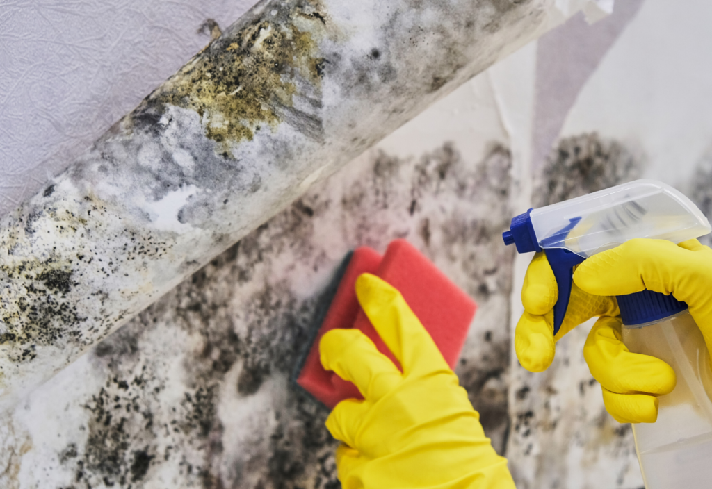 Mold Mitigation and Prevention Program Guide SCS Agency Insurance